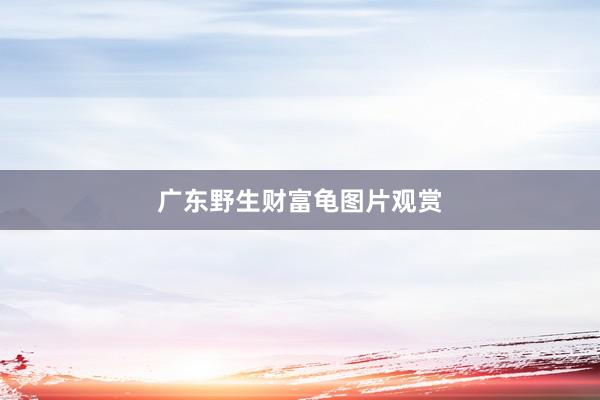 广东野生财富龟图片观赏